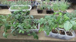 The Acclimation or &#39;Hardening-off&#39; Process for Vegetable Seed Starts: The Indoor/Outdoor Method