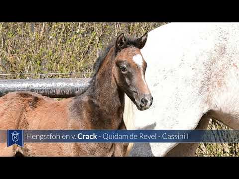 Junghengst-Fohlen 2021 | Crack x Quidam de Revel