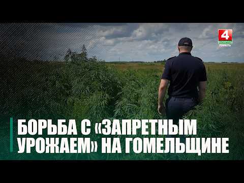 Вне закона: на Гомельщине уничтожено более 12 гектаров запрещённых растений видео