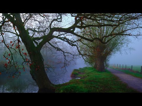 De Wittsee - Nutrias, Gänseküken, Haubentaucher und nebelige Morgenstimmung-eine grandiose Fototour
