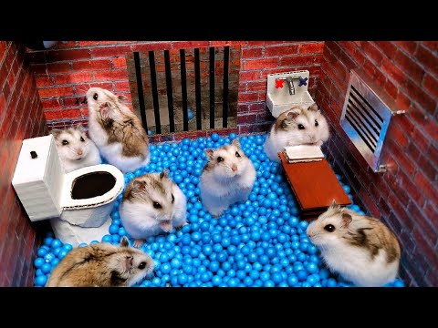 Hamster Escapes from the Prison Maze for Pets in real life 🐹 in Hamster stories Part 4