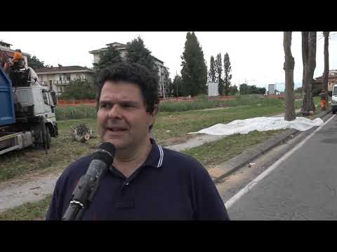 Pistoia: sul viale Adua abbattuti sette platani malati