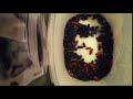 IMG 4084 431