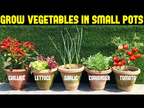 , title : 'Vegetables You Can Grow In Small Pots | Small Space Gardening