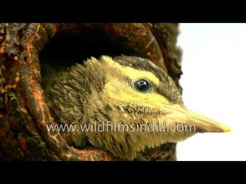 Woodpecker chicks in Himalaya: cute nest-hole antics