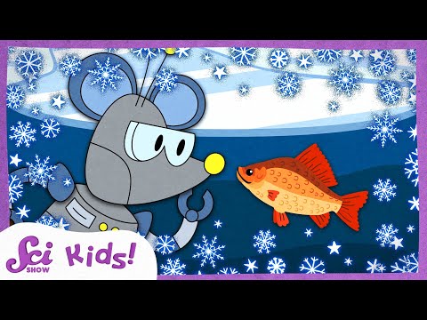 Why Don’t Fish Freeze in Winter? | Winter is Alive! | SciShow Kids