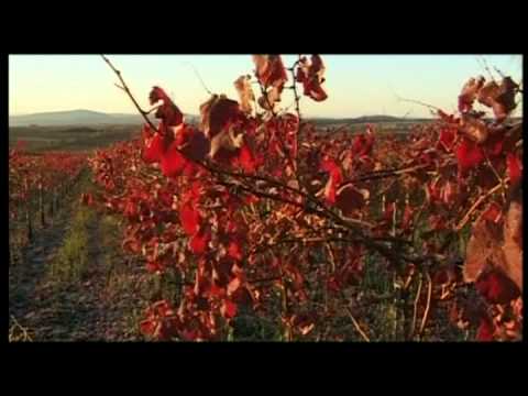 Vinhos da Alemanha, regiões em crescimento: Nahe