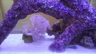 All tank update 20 long - Fluval Spec 5 - Fluval Spec 3