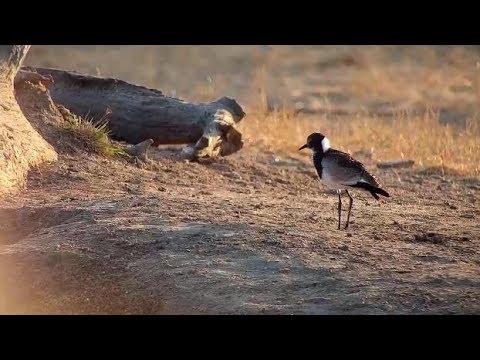 Djuma: Blacksmith Lapwing chick feeding - 06:47- 08/26/19