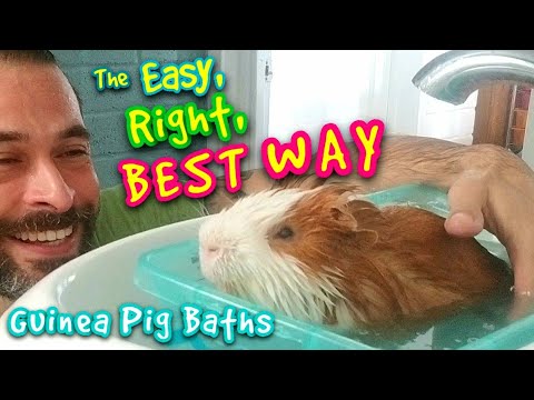 YouTube video about: Can you bathe a guinea pig with baby shampoo?