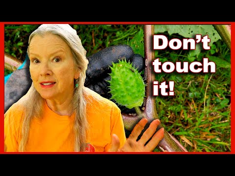 I found THIS POISON plant growing in my yard! Jimson Weed!