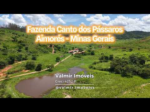 Fazenda Recanto do Pássaros  Aimorés - Minas Gerais