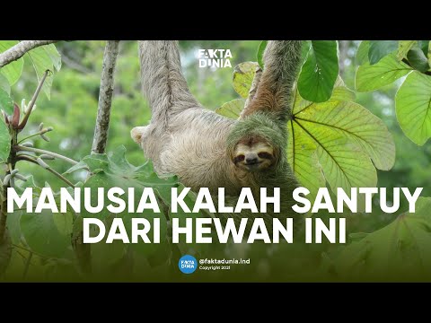 Di Balik Kesan Lamban, Menyimpan Kekuatan Menakjubkan | FAKTA DUNIA Kungkang / Sloth
