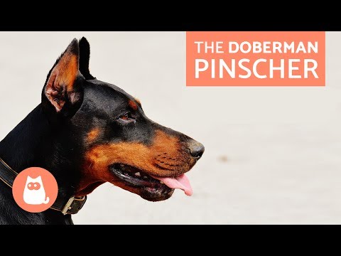 Types of Doberman Pinscher - All Breed Variations - With Photos