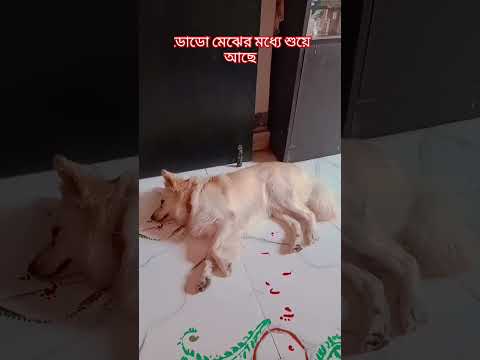 ডেলো মেয়েদের মধ্যে শুয়ে আছে