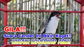 Download lagu CENDET GACOR ISIAN LOVEBIRD NGEKEK PANJANG BUAT MASTERAN CENDET TROTOL JOS mp3