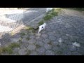 John Winston Lennon Ono Gato 