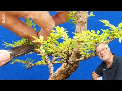 Repotting & Pruning a Corkbark Elm Bonsai brings Dramatic Improvement!