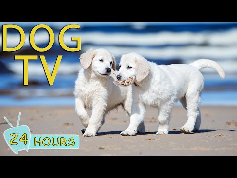 DOG TV: Videos Entertain Help Anti-Anxiety for Dogs Alone All Day Long - Best Relax Music for Dogs