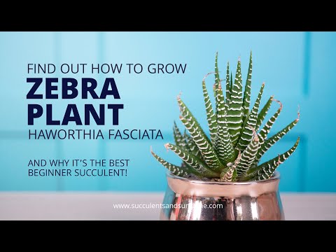 download lagu mp3 mp4 Haworthia, download lagu Haworthia gratis, unduh video klip Haworthia