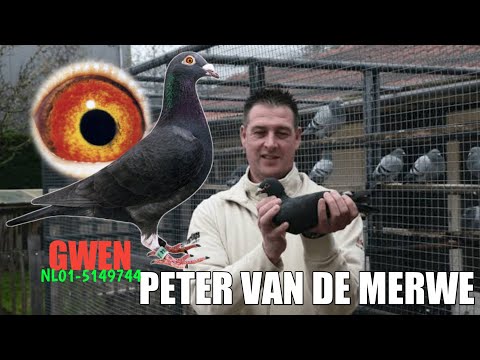 , title : 'The Origin of PETER VAN DE MERWE Pigeons'