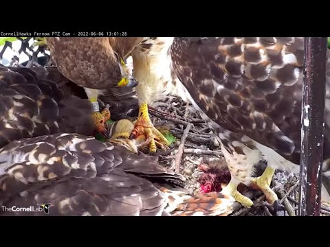 Big Red Serves Chipmunk Head To Nestling At Cornell Hawks Nest– June 6, 2022