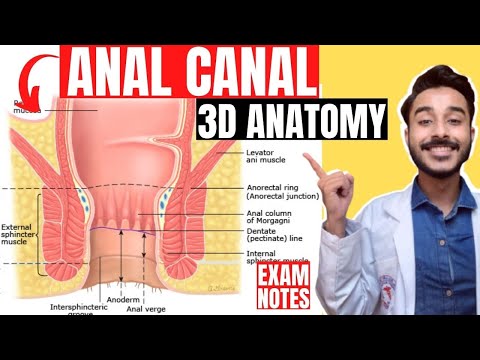 anal canal anatomy 3d | interior of anal canal anatomy | nerve and blood supply of anal canal