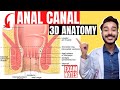 Anal Canal Anatomy 3d Interior Of Anal Canal Anatomy Nerve And Blood Supply Of Anal Canal