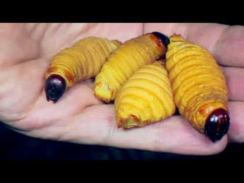 Kürzlich entdeckte Insekten