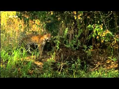 Jaguar - Heimlicher Jäger hautnah