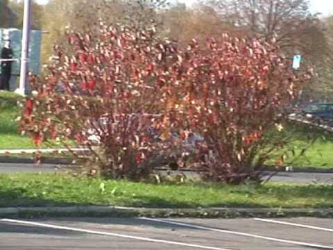 KJS puchar jesieni - krosno 2008-10-26 - K.Leja -  W.Zimny