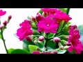 Longevity Flowers HD1080p