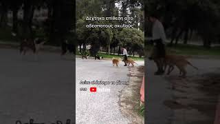Music video thumbnail preview for Σωκράτης Μάλαμας - Του χρόνου τα σκυλιά - Official Audio Release by Skylia