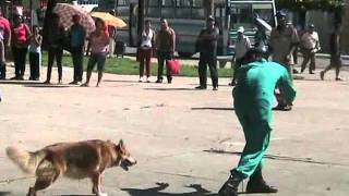 preview picture of video 'Entrenamiento canino. Habilidades de un pastor belga en el salto.'