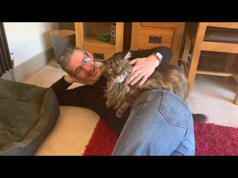 The Maine Coon Lap Cat Show
