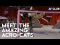 Meet The Amazing Acro Cats An All Cat Circus Troupe