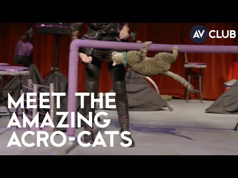 Meet The Amazing Acro-Cats, an all-cat circus troupe