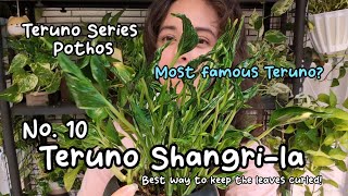 Teruno Shangri-la - How to Keep Those Leaves Crinkly!