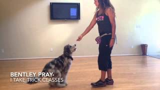 Bentley the Aussiedoodle training to be a therapy dog one day and work with patients in the hospital
