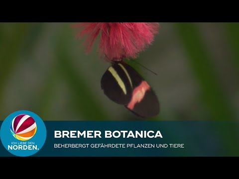 Gefährdete Pflanzen und Tiere im Tropenhaus Bremer Botanika