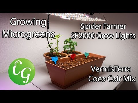 Growing Microgreens indoors with Spider Farmer Grow Light SF2000 and Vermisterra Coco Coir Mix