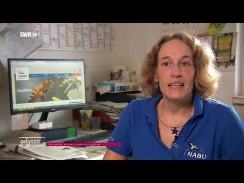 odysso - Wissen im SWR-Die Insekten sterben!-21143