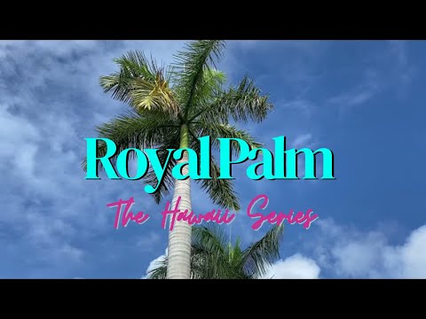 The Cuban Royal Palm - Roystonea regia - The Hawaii Series