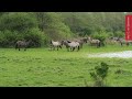 Op safari in Flevoland