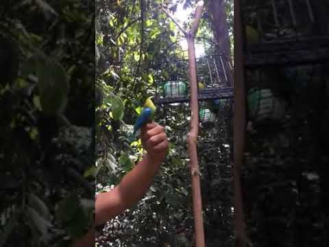 Hijau Sami denok vs hutan...rugi tak tengok