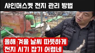 샤인머스켓 겨울 전지 방법!! 올해 겨울은 봄 같아서 전지 시기 방법에 더 집중해야합니다