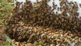 preview picture of video 'Bee Swarm Capture Watkinsville, GA'