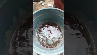 Download lagu rejeki nomplok dapat belut sawah mp3 Download lagu rejeki nomplok dapat belut sawah mp3