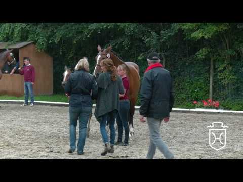 Holsteiner Fohlenchampionat 2017 - Dithmarschen - Siegerstutenring