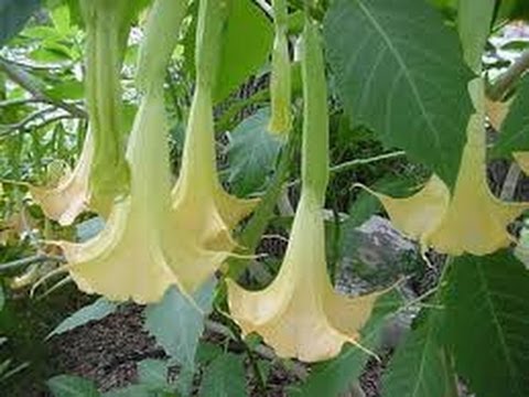 Smoking The Psychedelic Trumpet Plant Part 1, with Cyle O'Donnell, the Travel Geek